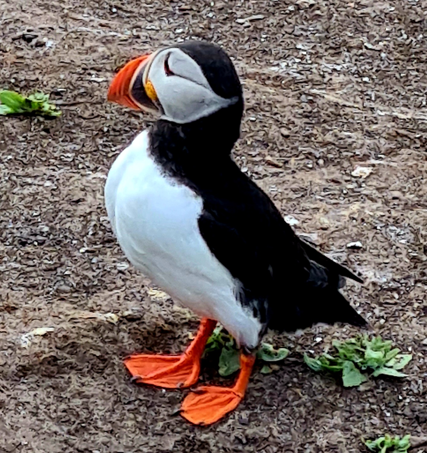 A pretty puffin in the Farne islands Northumberland