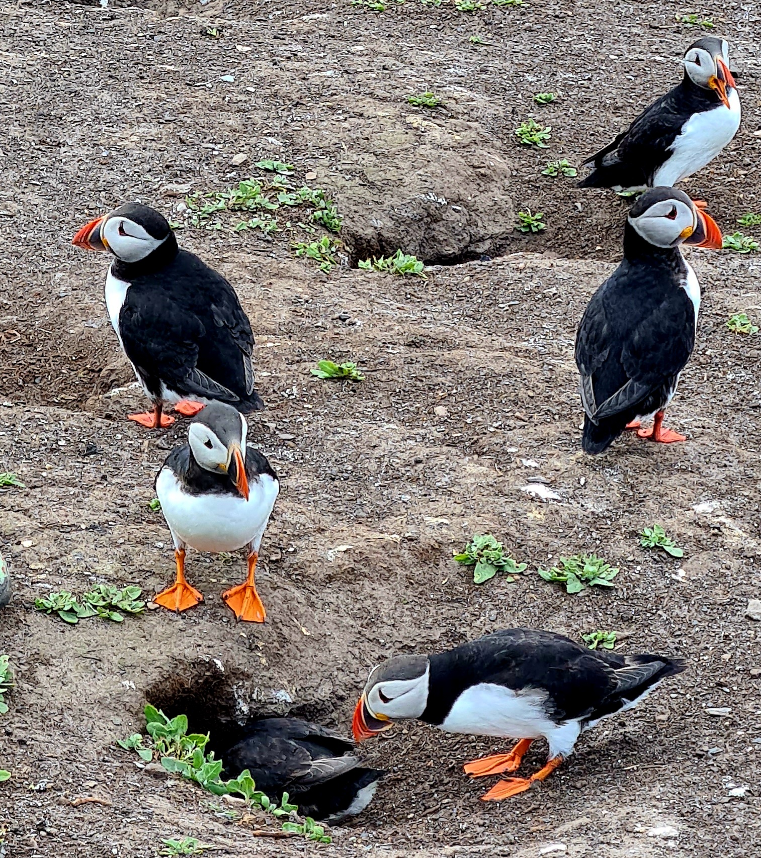 Colourful puffins in the Farne Islands Northumberland