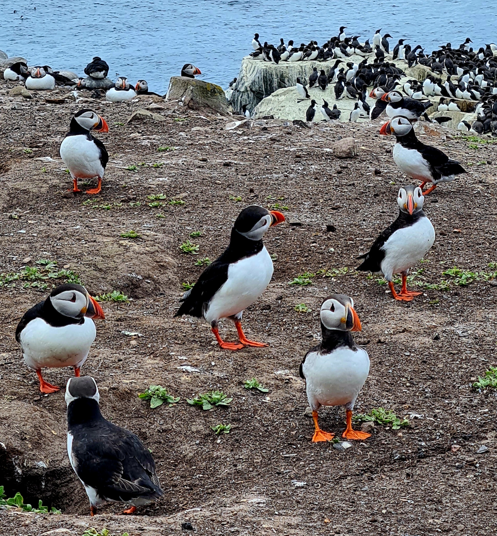 Farne Island bird colony Northumberland