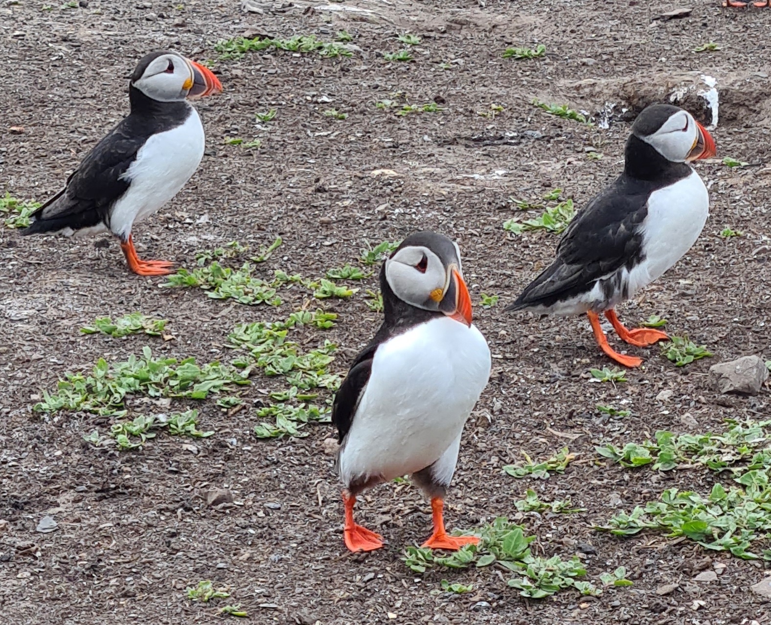 Puffins on the Farne islands Northumberland