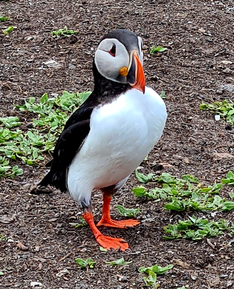 Puffin in Northumberland Farne Islands