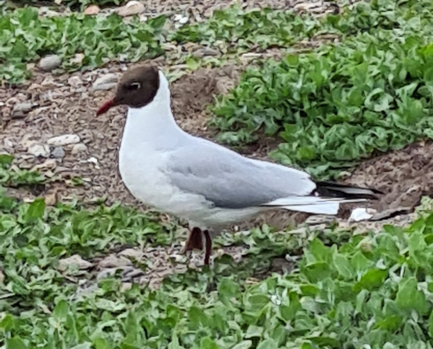 An artic tern in the Farne Islands Northumberland