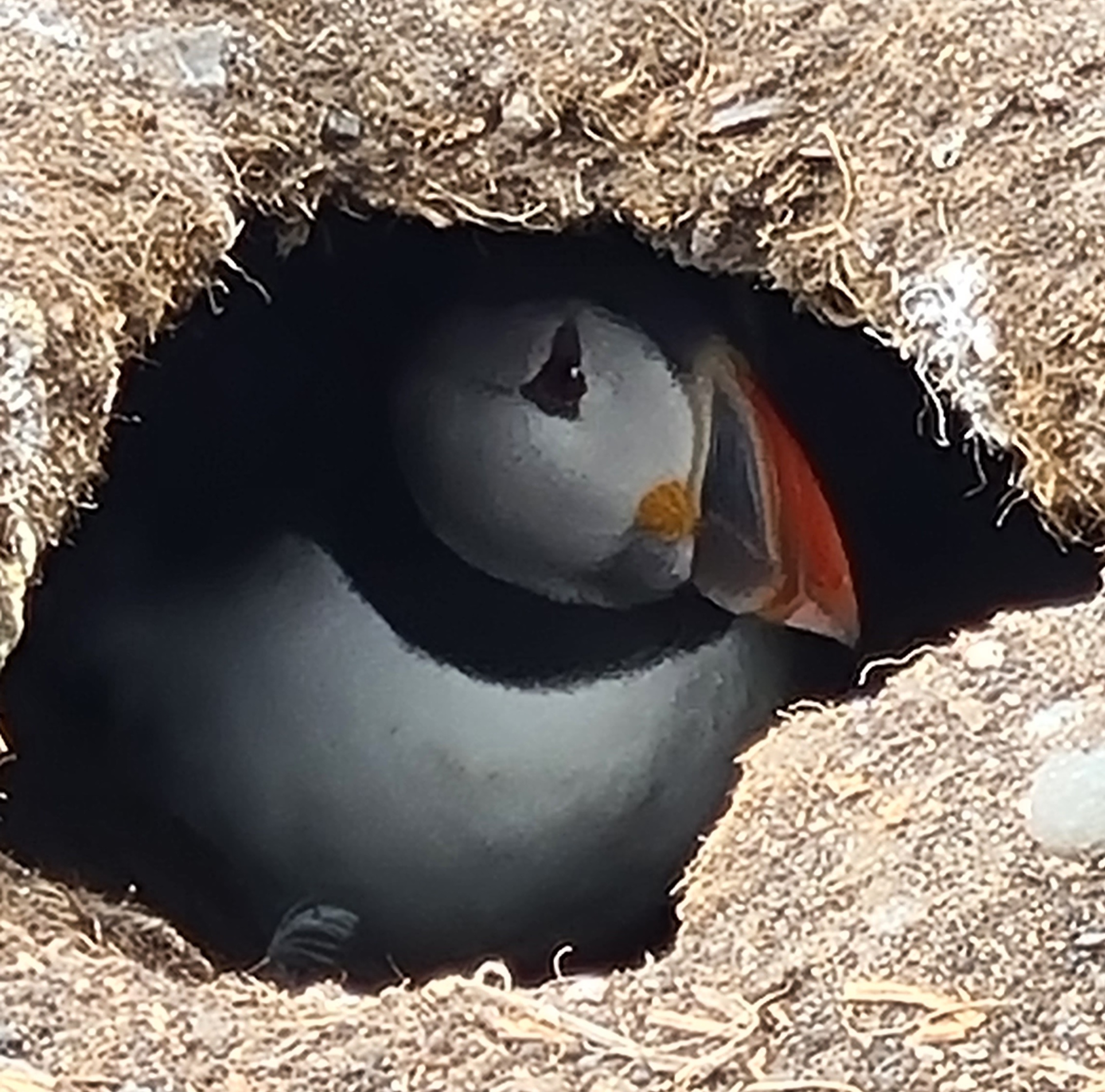 A puffin in its burrow in the Farne Islands, Northumberland