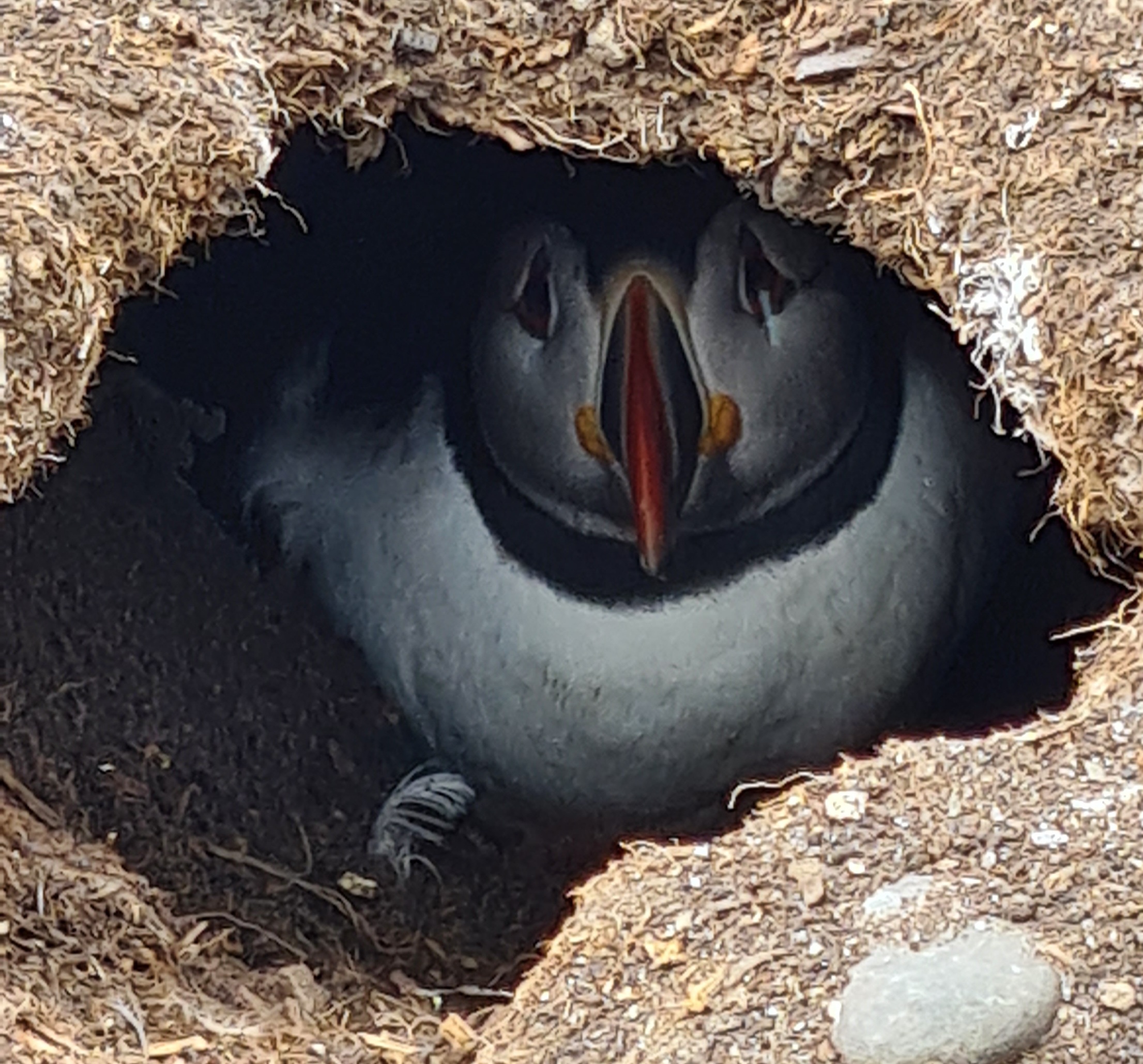 Nesting puffin in the Farne Islands Northumberland