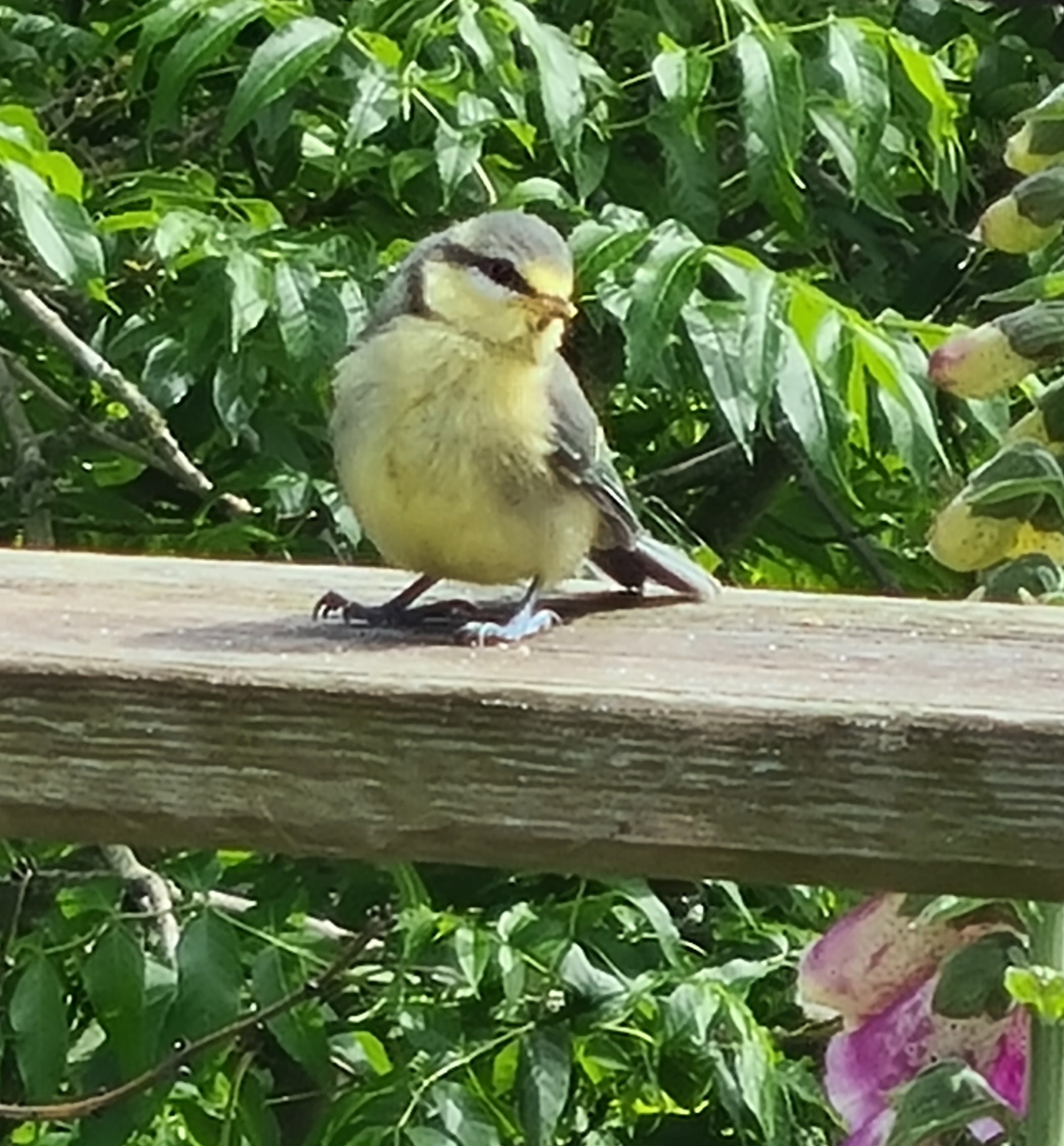 A lovely little great tit bird in County Durham, England