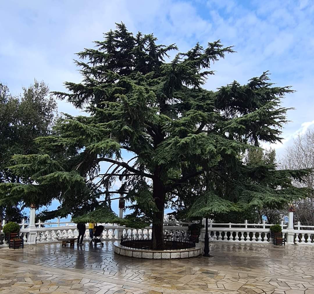 Lebanon's famous cedar tree