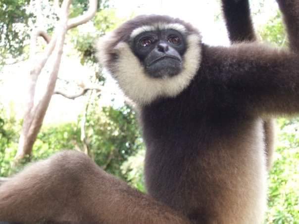 One of the family of wild gibbons at Camp Leakey Borneo