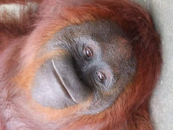 A smiling Sis we the Orangutan at Camp Leakey, Borneo