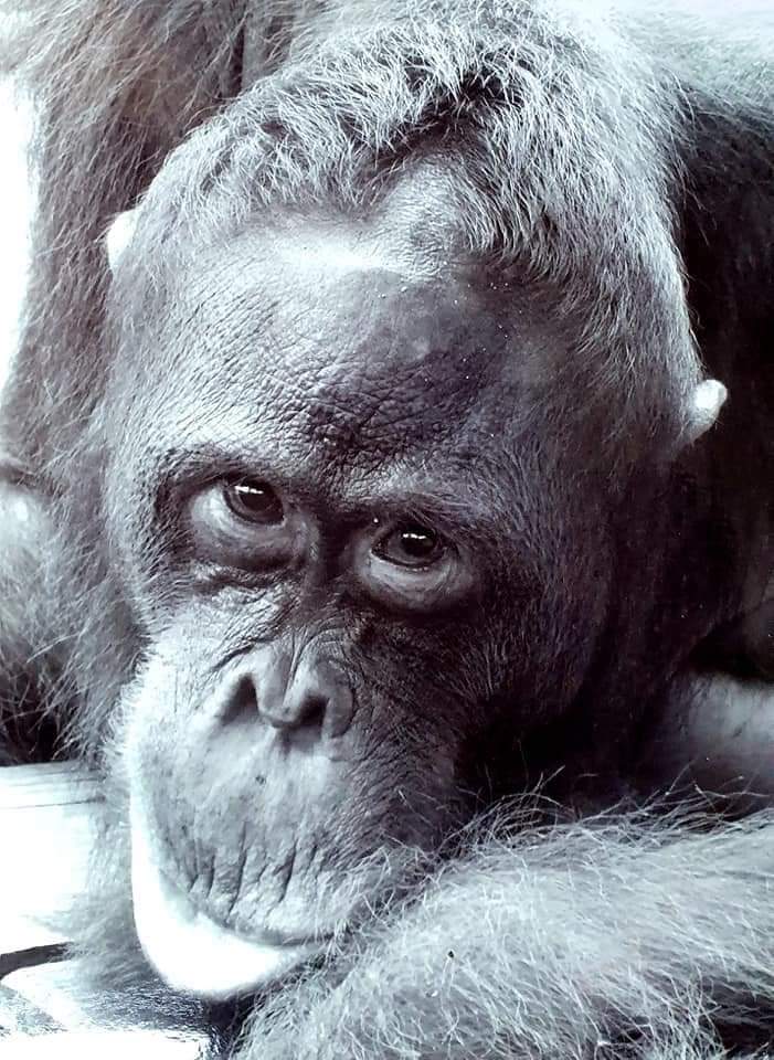 Pan, my favourite Orangutan, Borneo