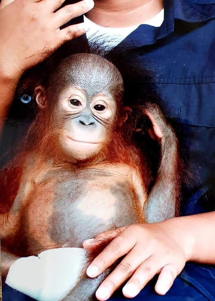 A baby Orangutan with its foster mother Borneo
