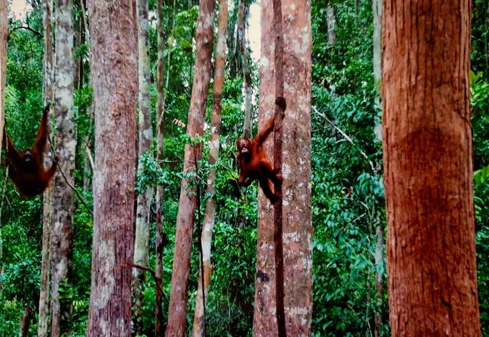 Wild Orangutans in Borneo