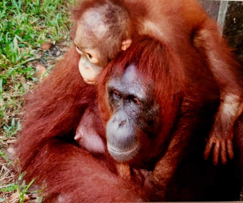 Mother and baby Orangutan at Camp Leakey Borneo