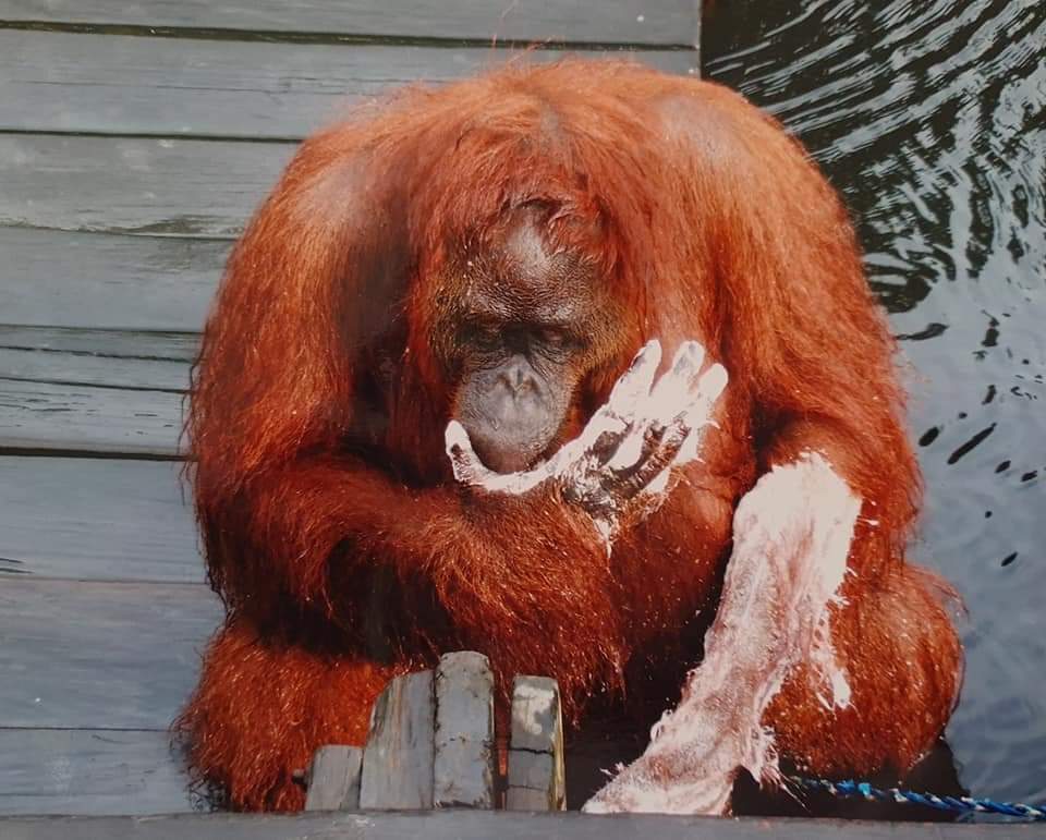 Sis we the Orangutan having a wash Borneo
