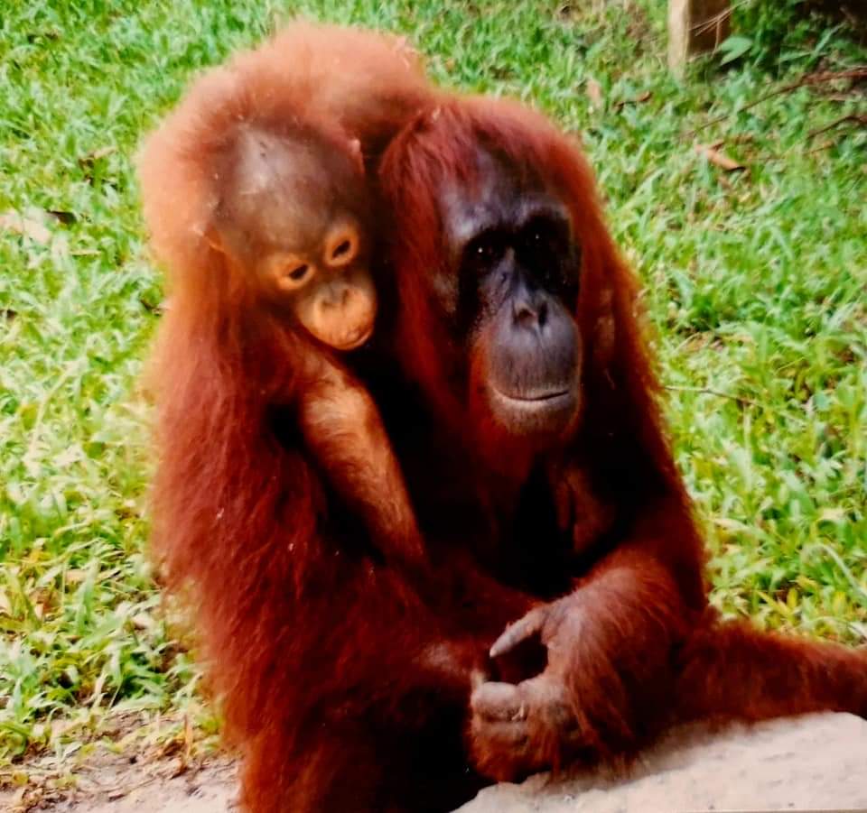Baby Orangutan with its mother Borneo