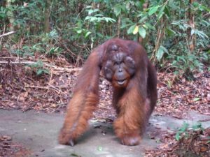 Kusasi the alpha male Orangutan at Camp Leakey, Borneo