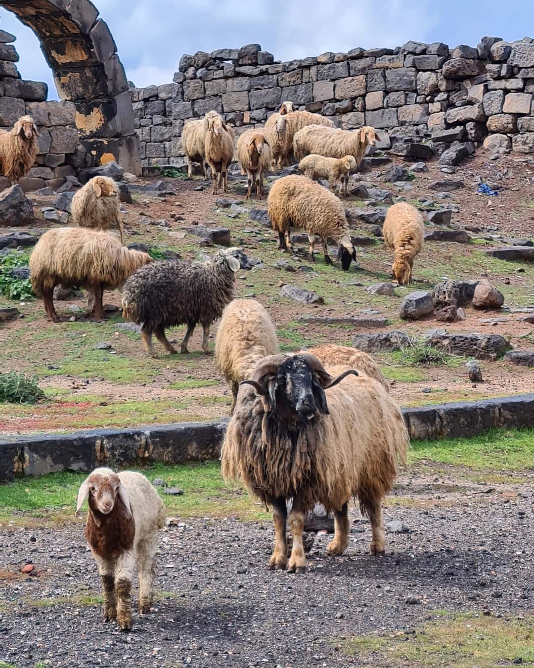 Sheep in Bosra, Syria