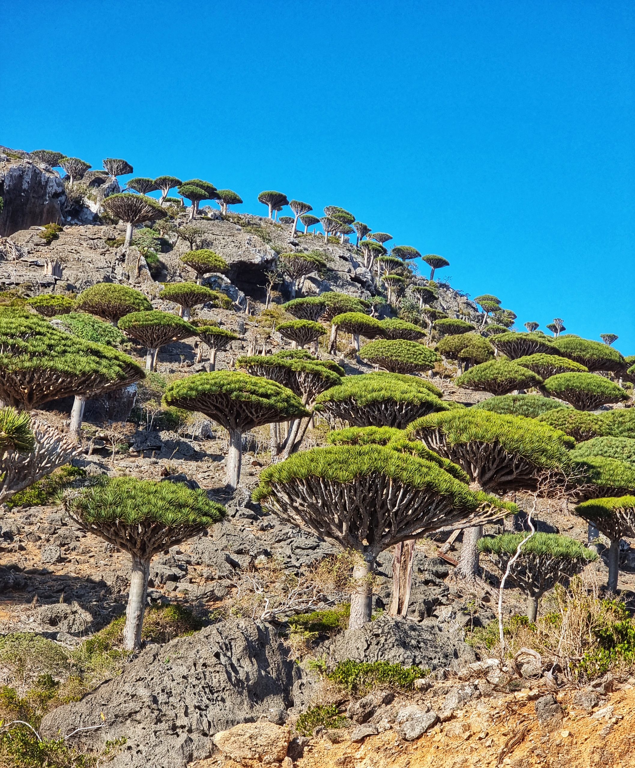 A forest of Dragon Blood trees in Socotra