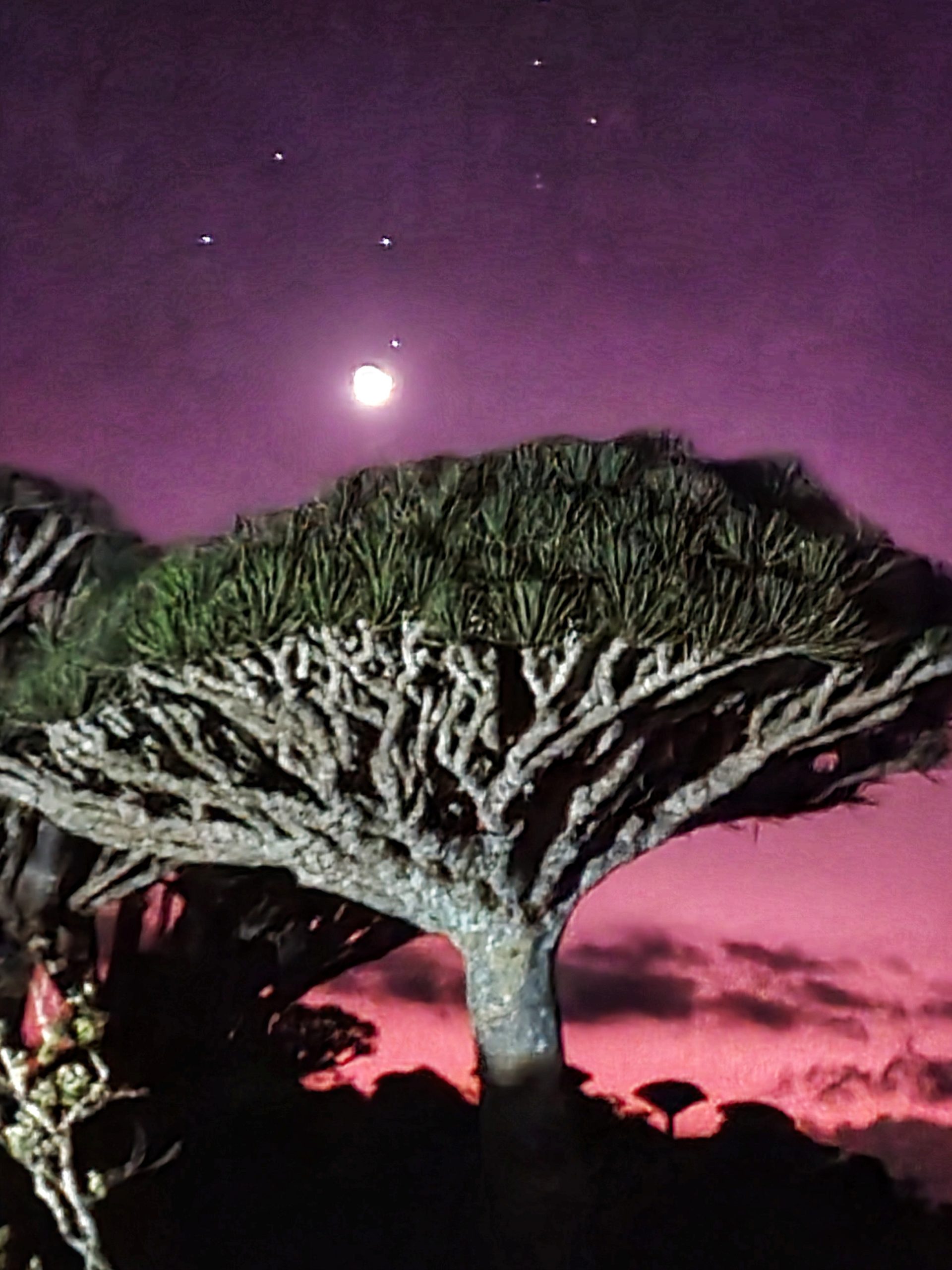 A dragon blood tree at night on Socotra