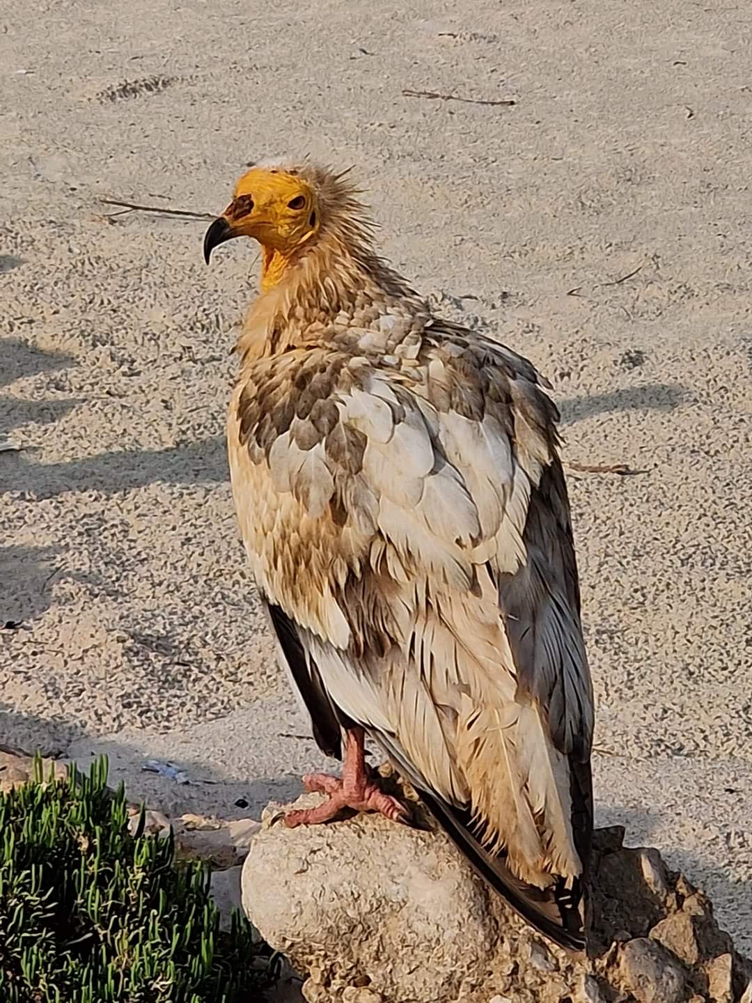 An Egyptian vulture in Socotra