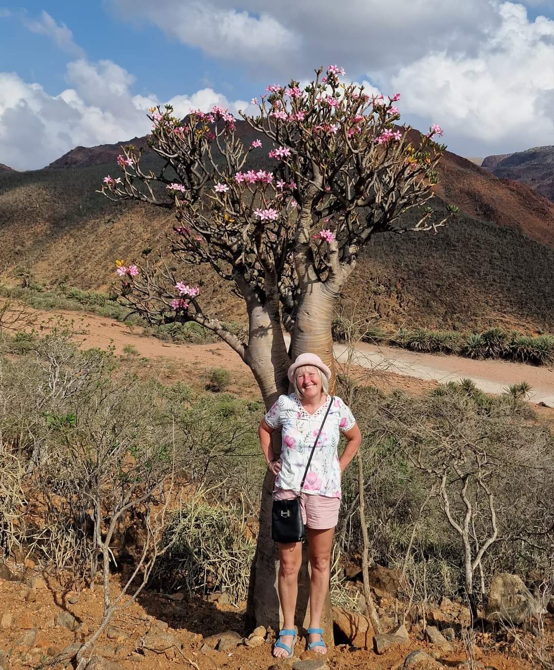 A desert rose in Socotra