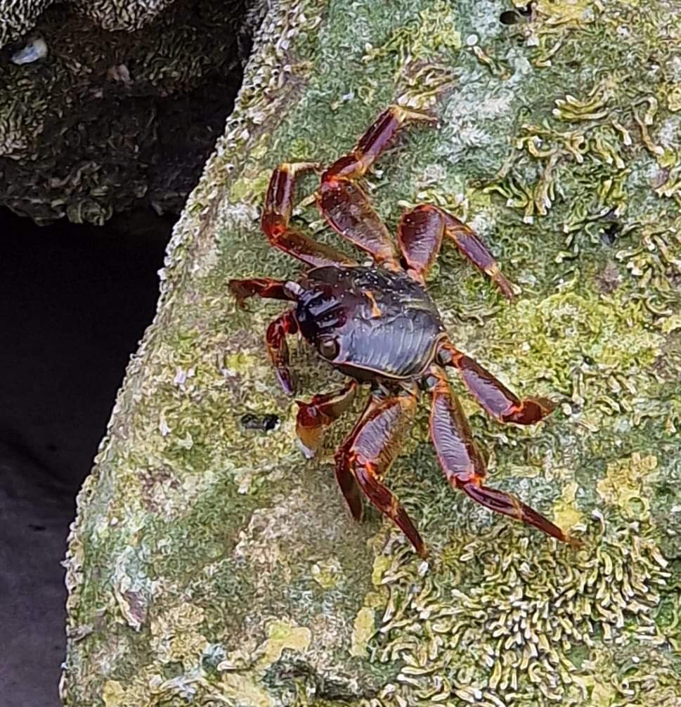 A crab in Socotra