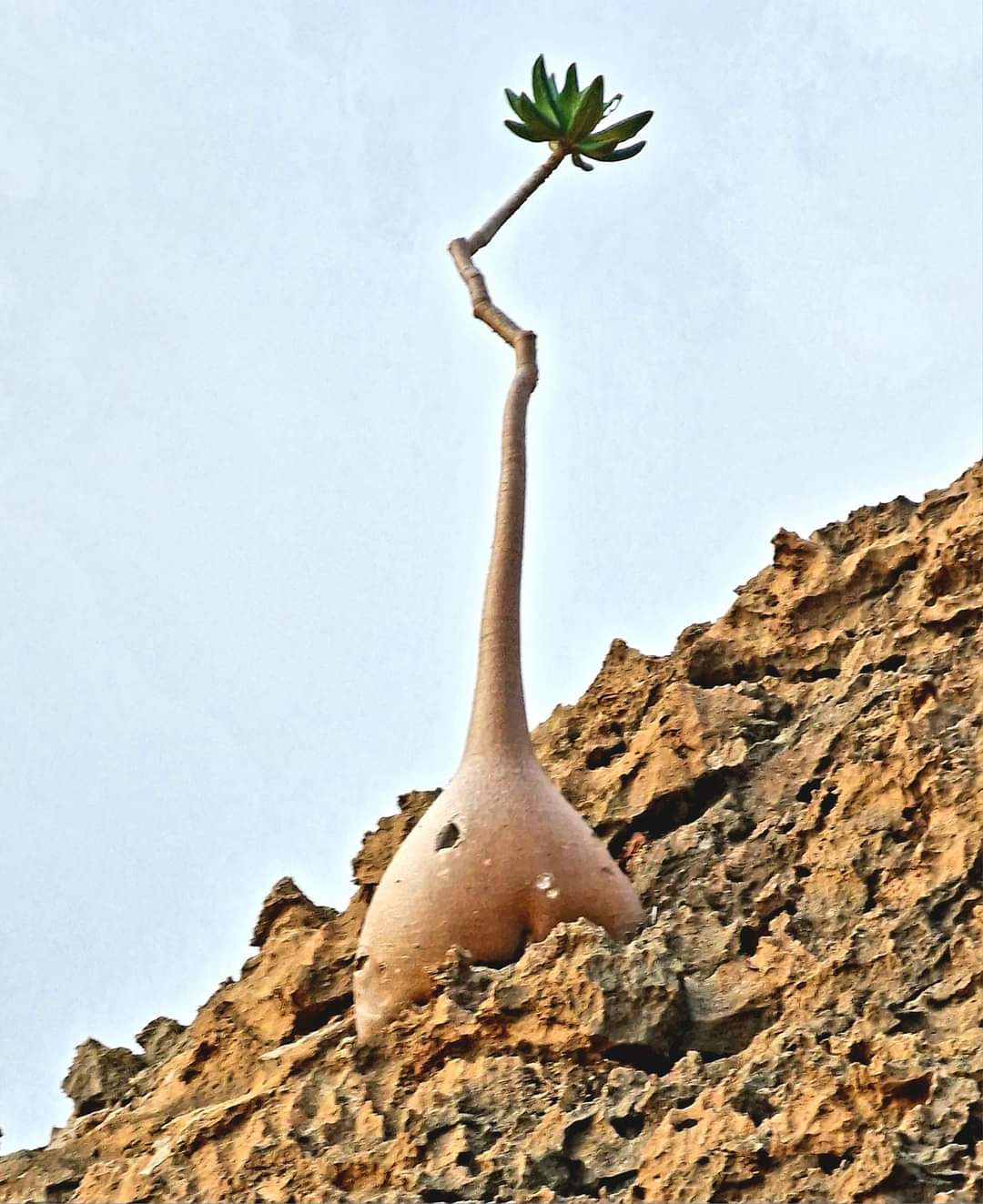 A bottle tree in Socotra