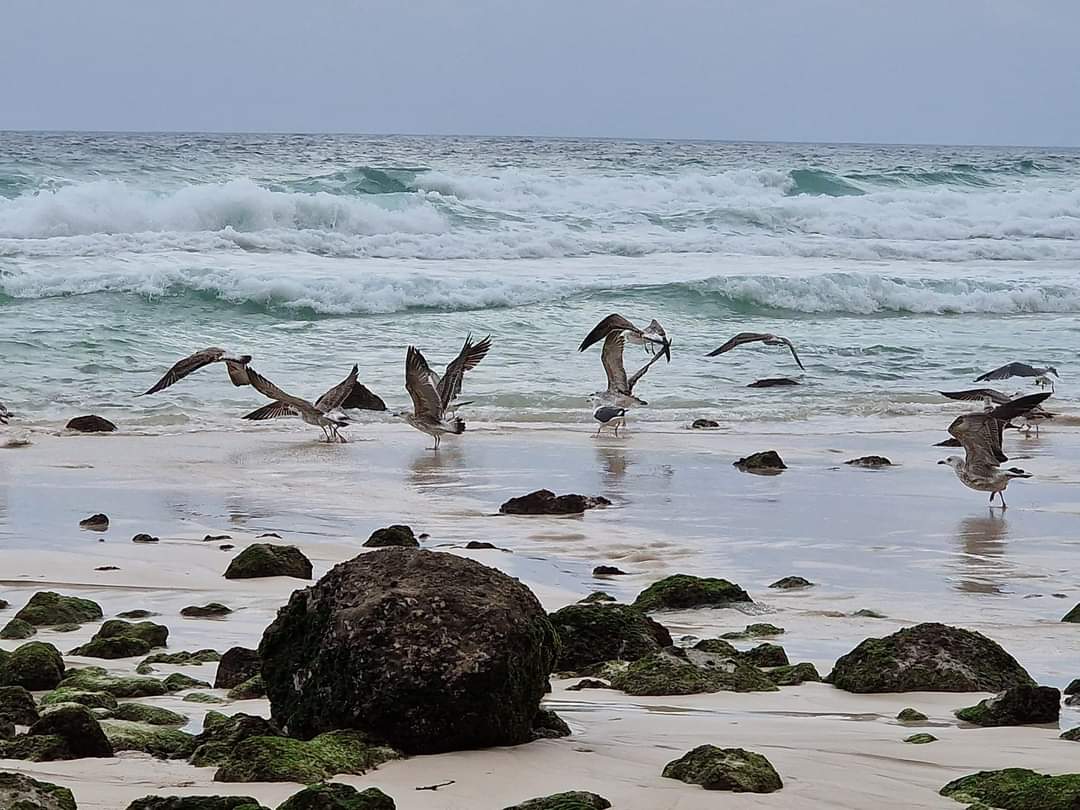 Seabirds on the beach in Socotra