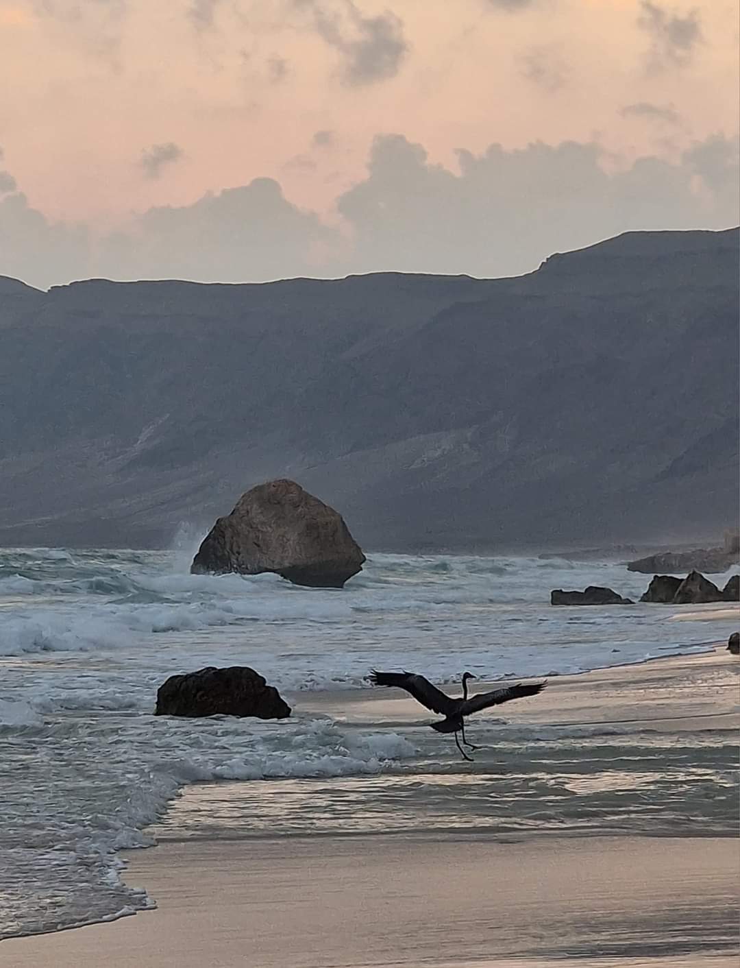 A heron on the beach in Socotra