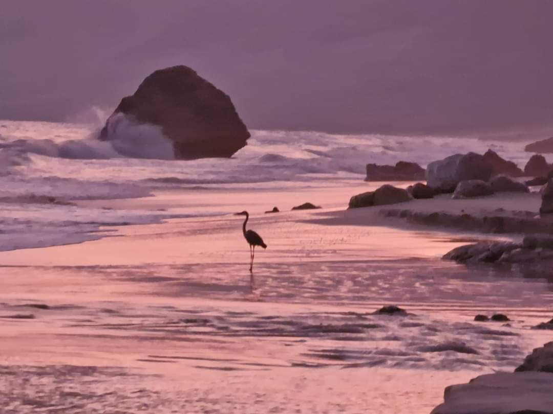 A heron at sunrise on the beach at Socotra