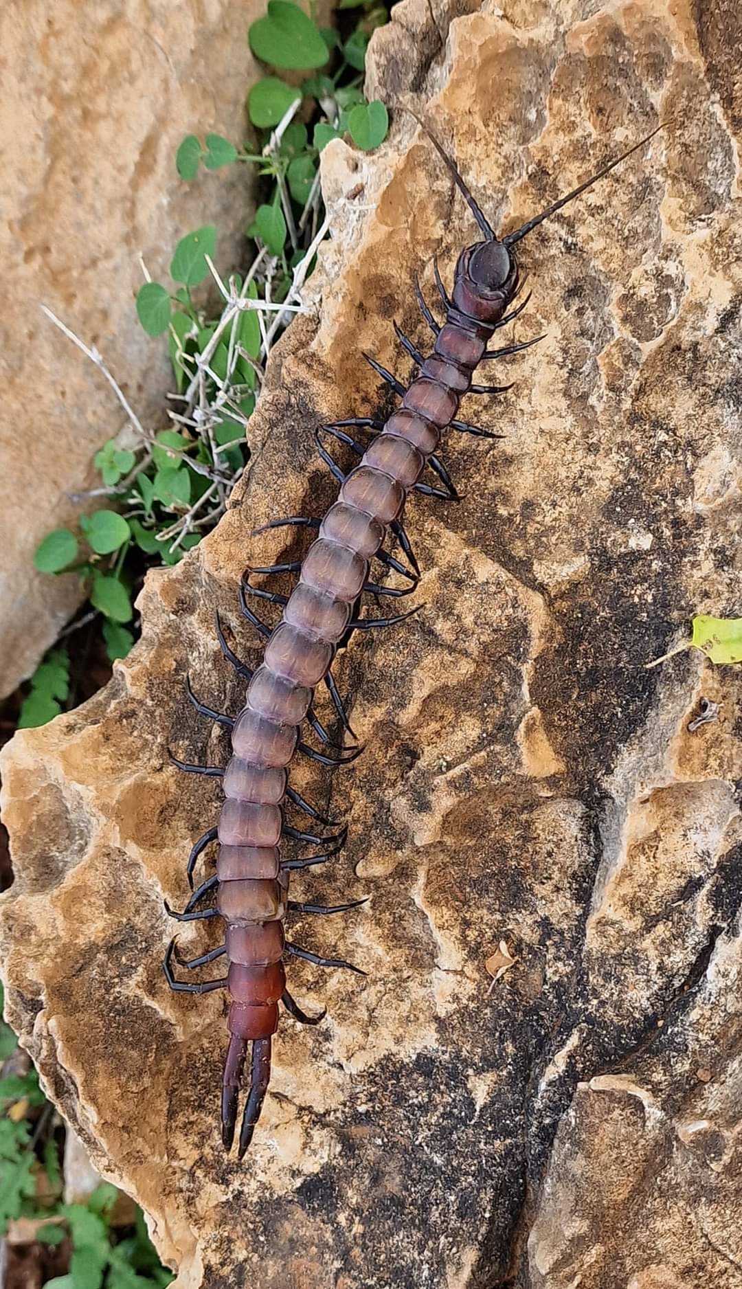 A centipede in Socotra