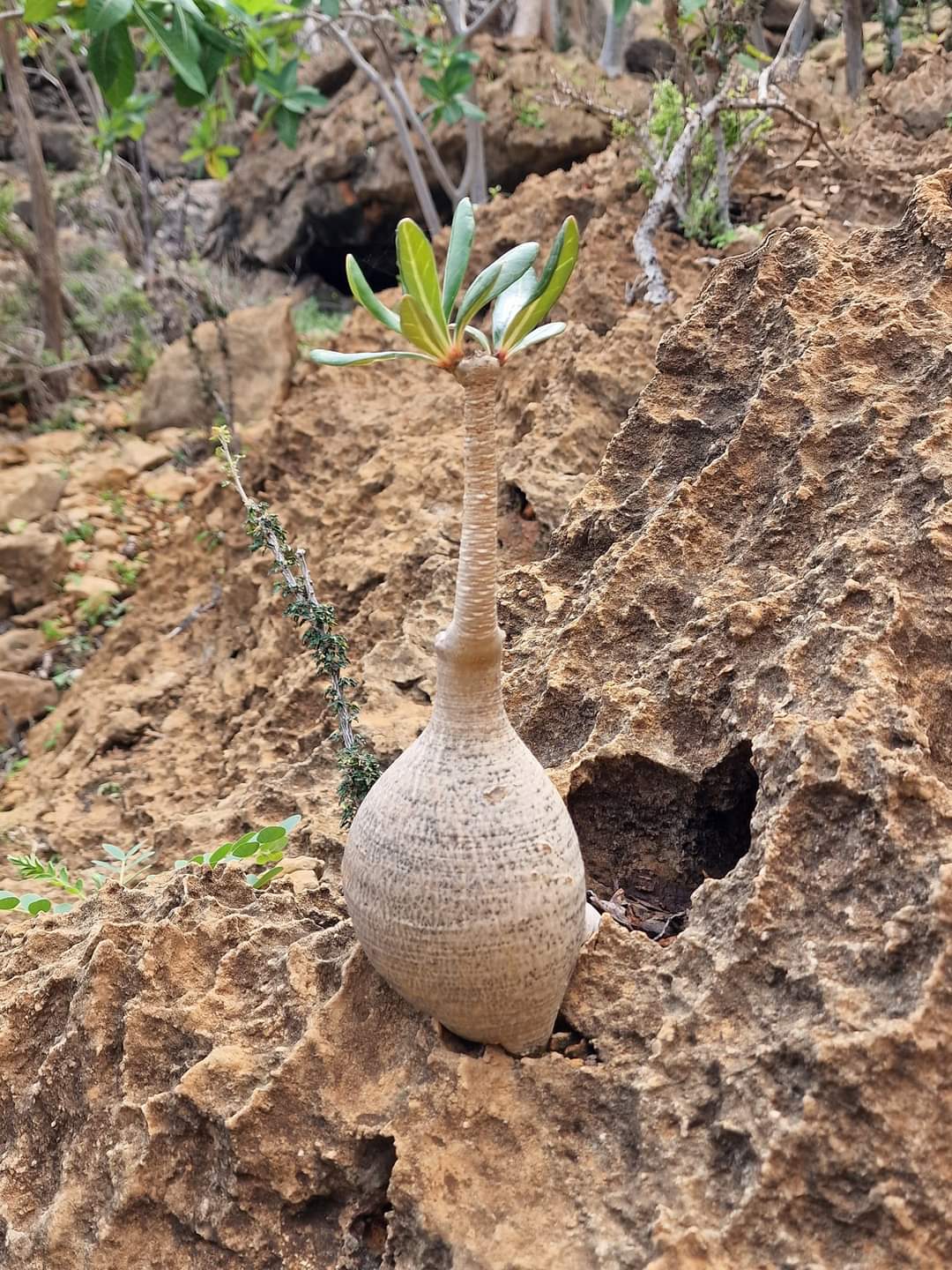 A baby bottle tree in Socotra