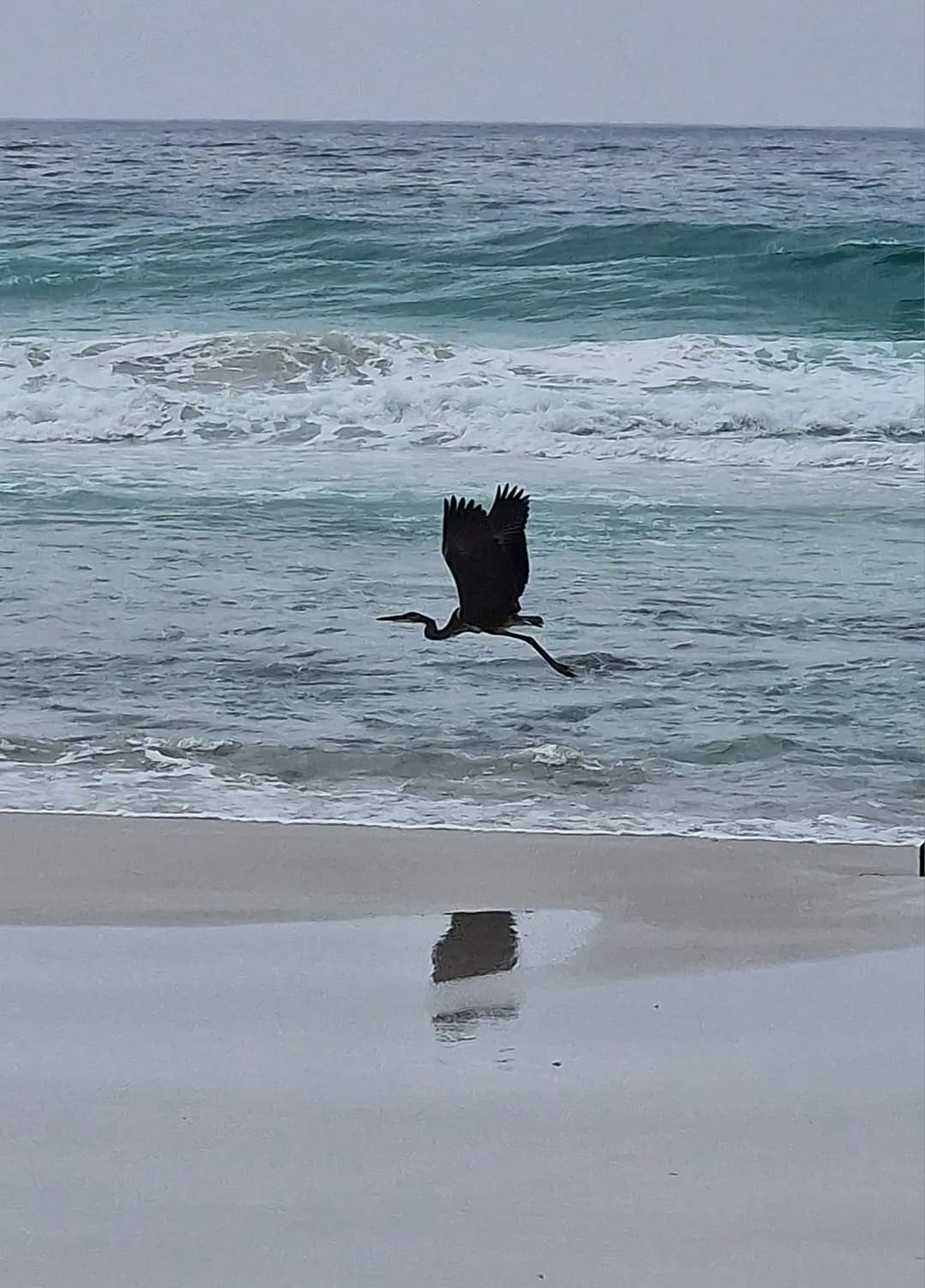 A heron in flight Socotra