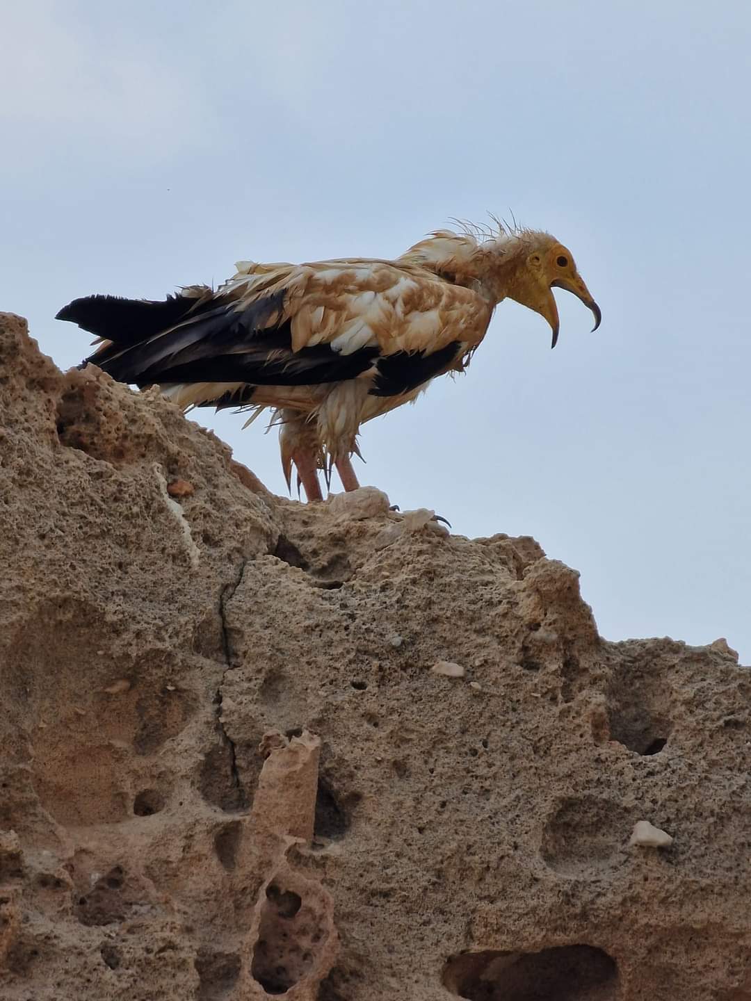 A vulture in Socotra