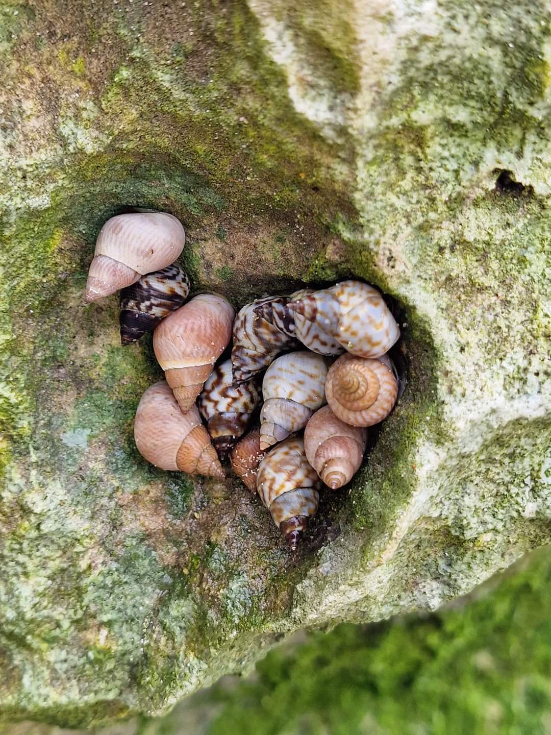 Shells Socotra