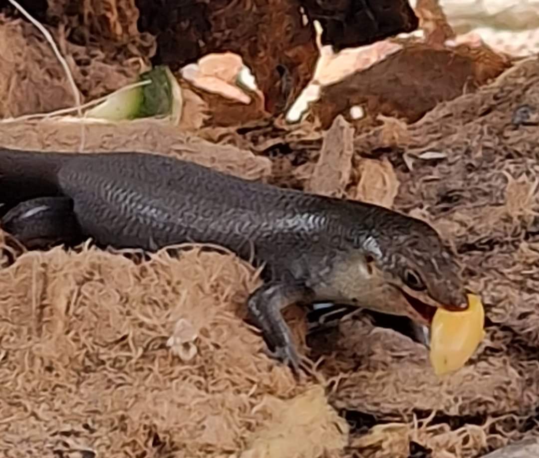 A native skink in Socotra