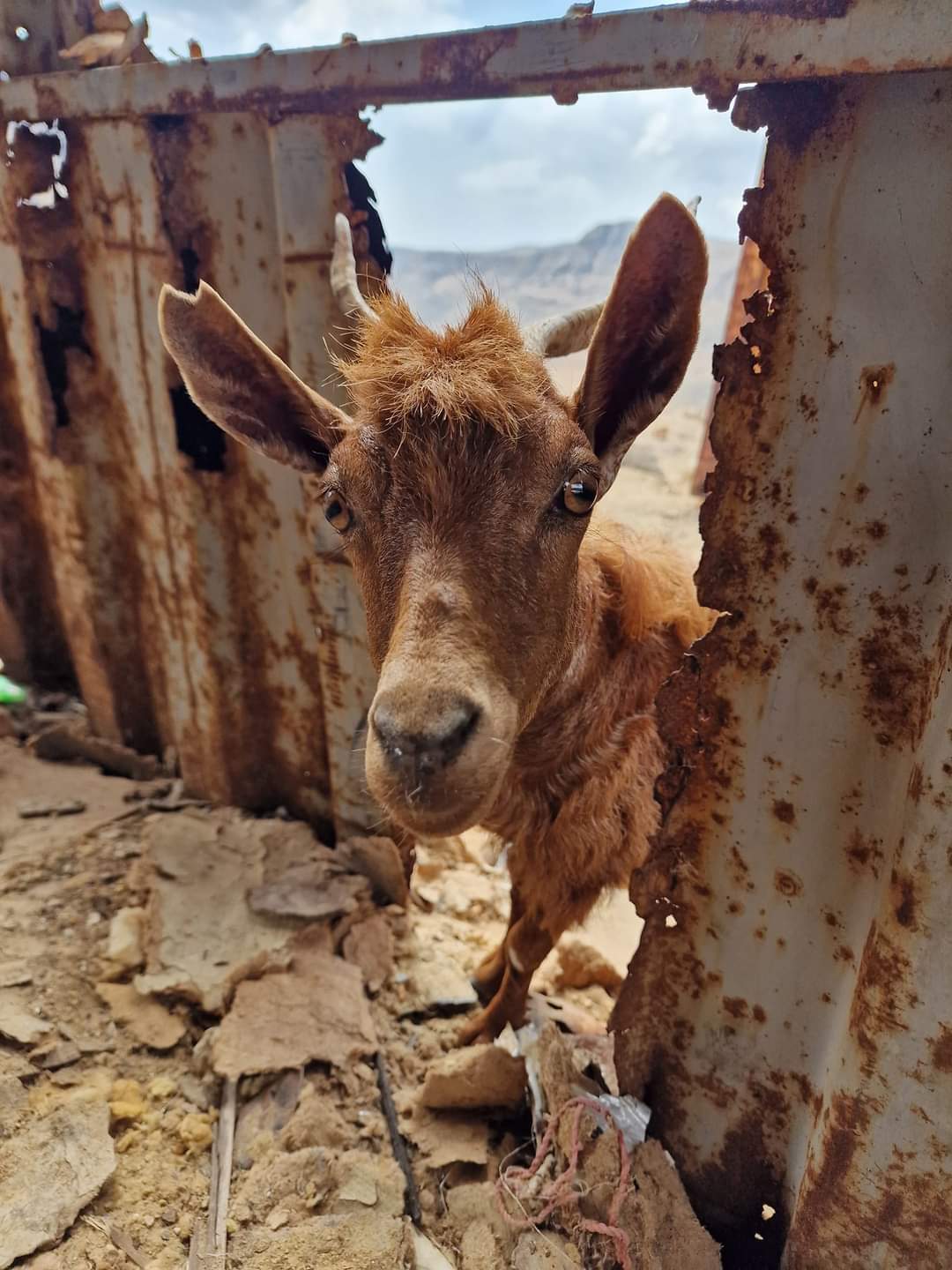 Inquisitive goat Socotra