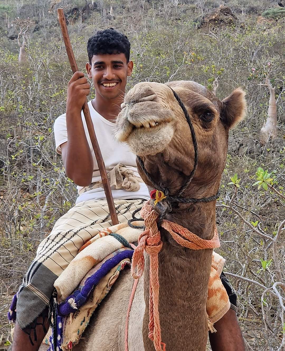 A local camel rider in Socotra