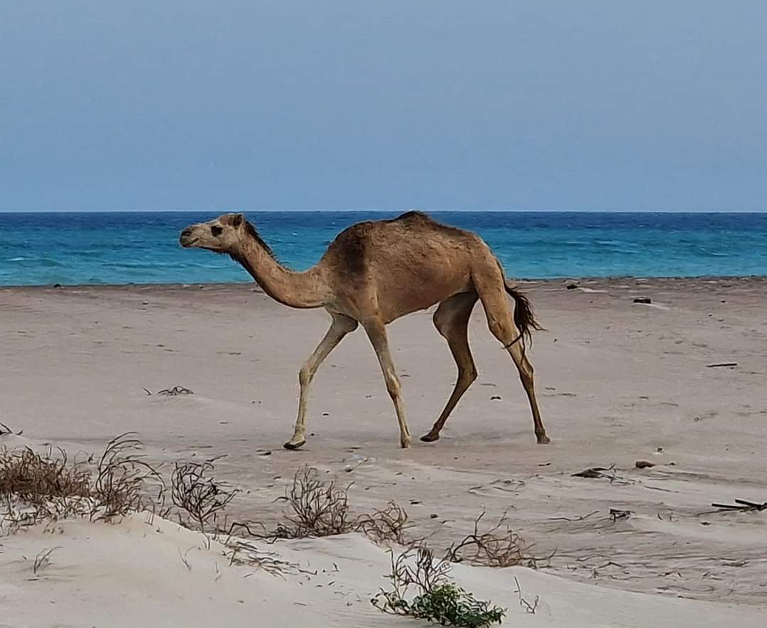 A camel strolling along the beach in Socotra