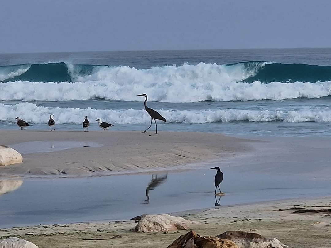 Morning on Arher beach Socotra.