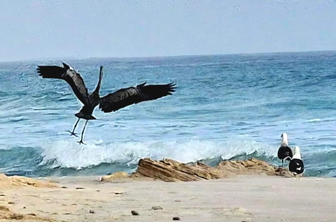 A heron in flight Archer beach Socotra