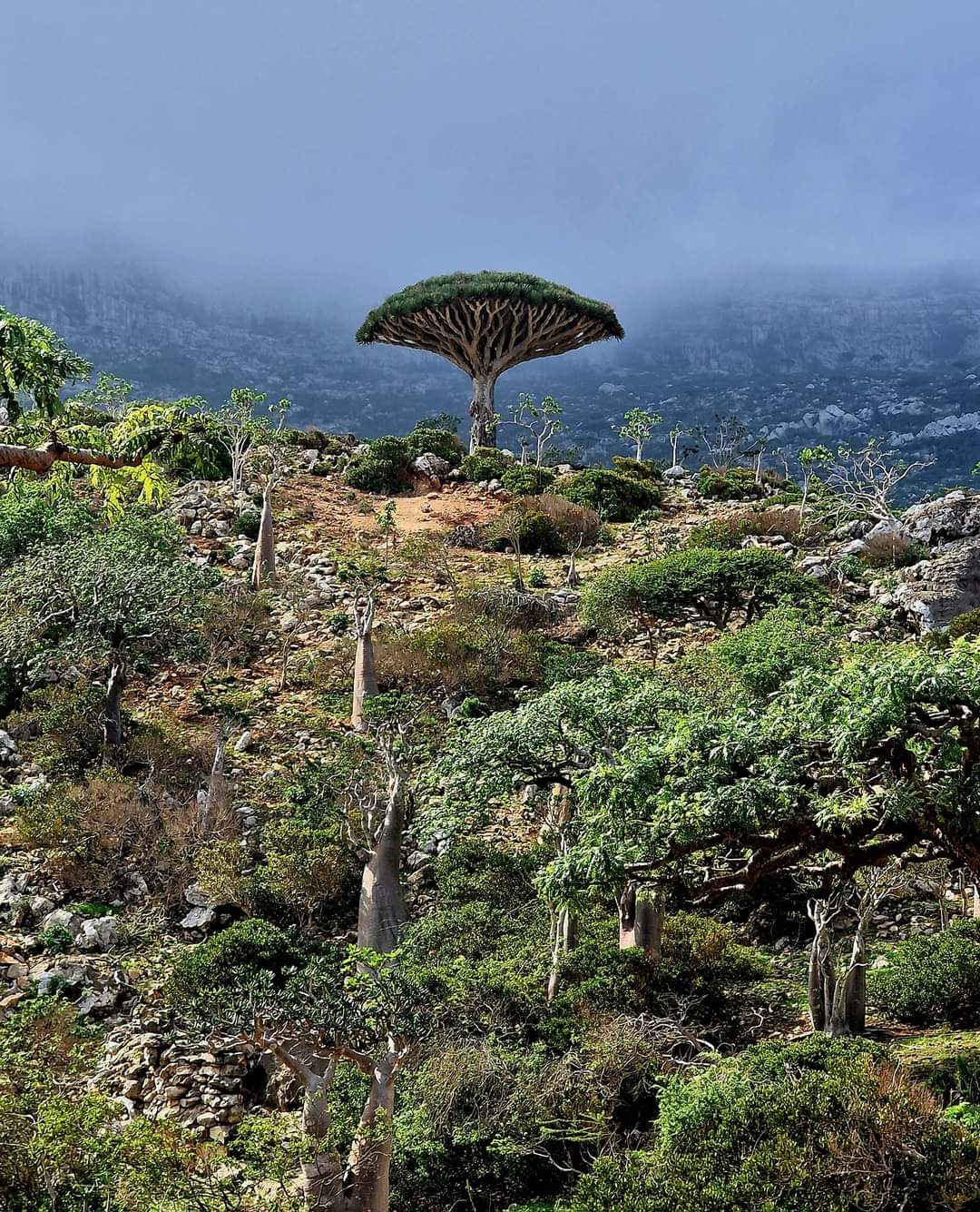 Landscape of Socotra