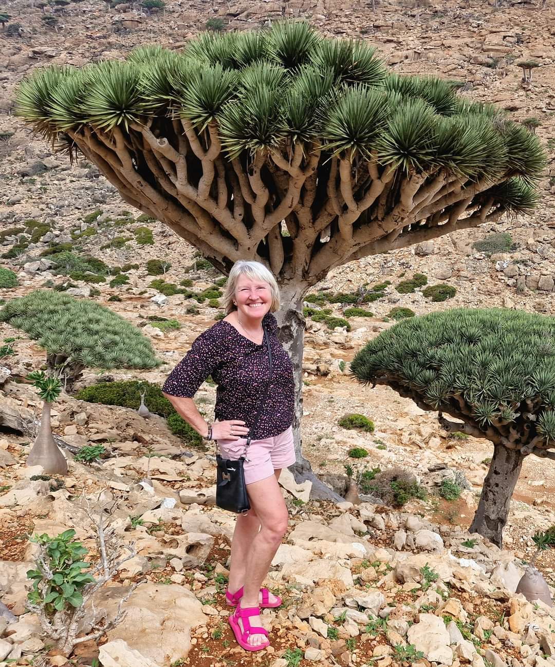 A dragon blood tree growing out of my head in Socotra