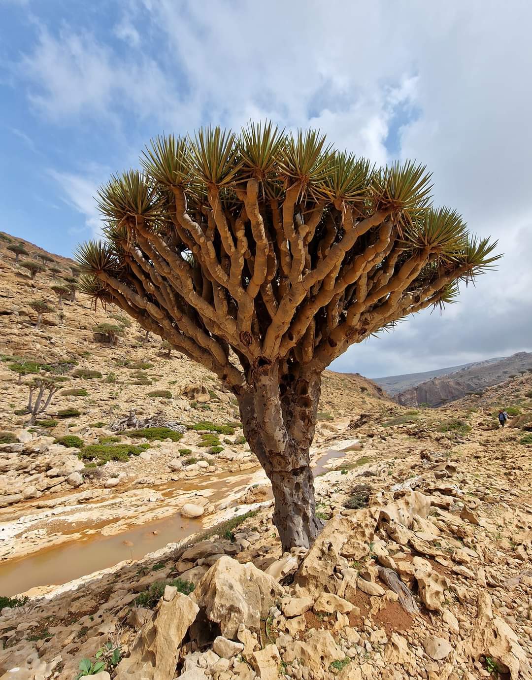 An amazing Dragon Blood tree