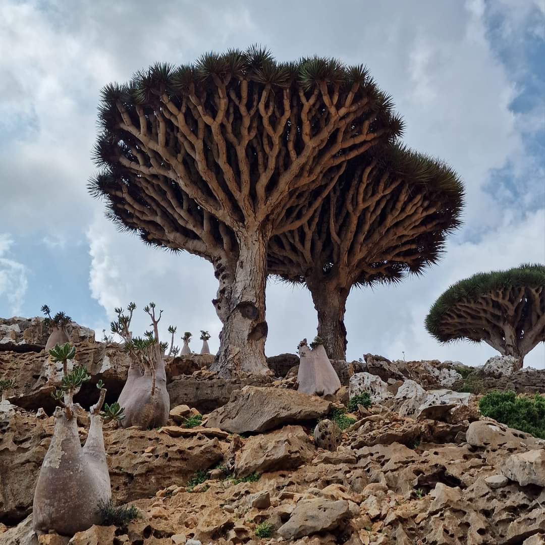 Dragon Blood trees and bottle trees Socotra