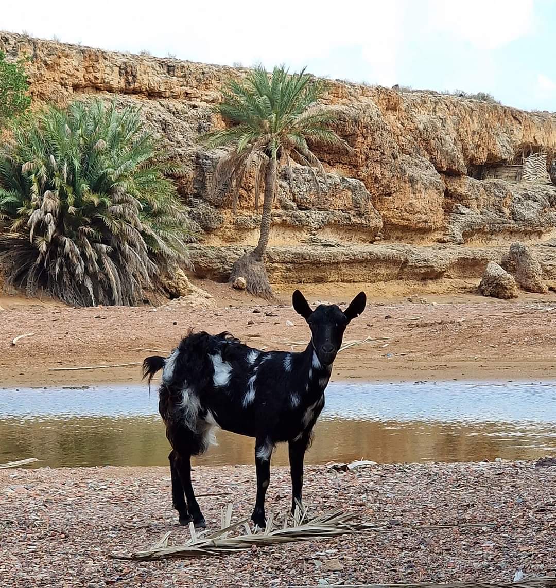 A friendly goat Socotra