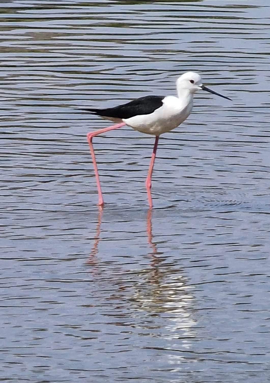 A wading bird in Socotra