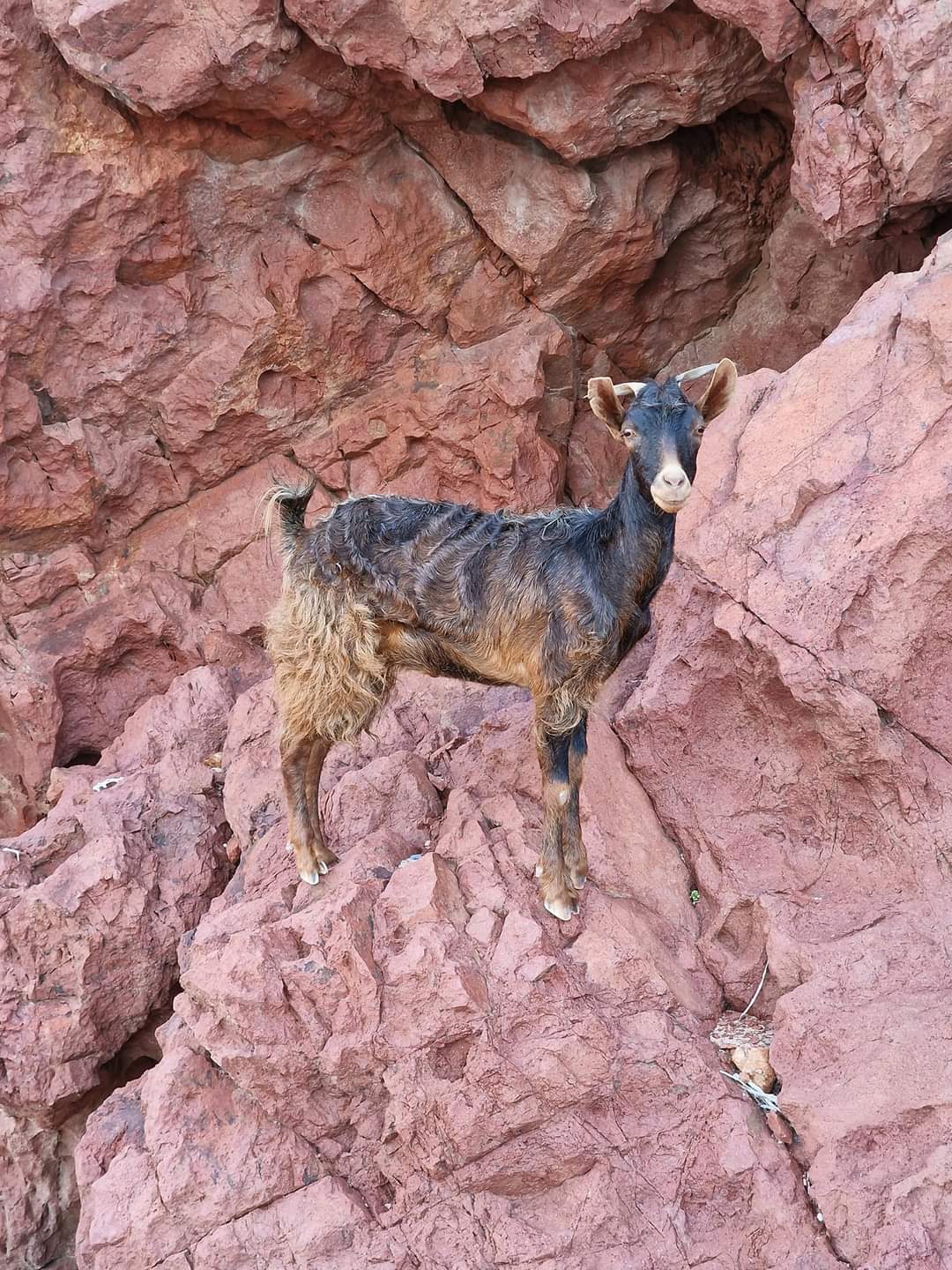 A rock climbing goat in Socotra