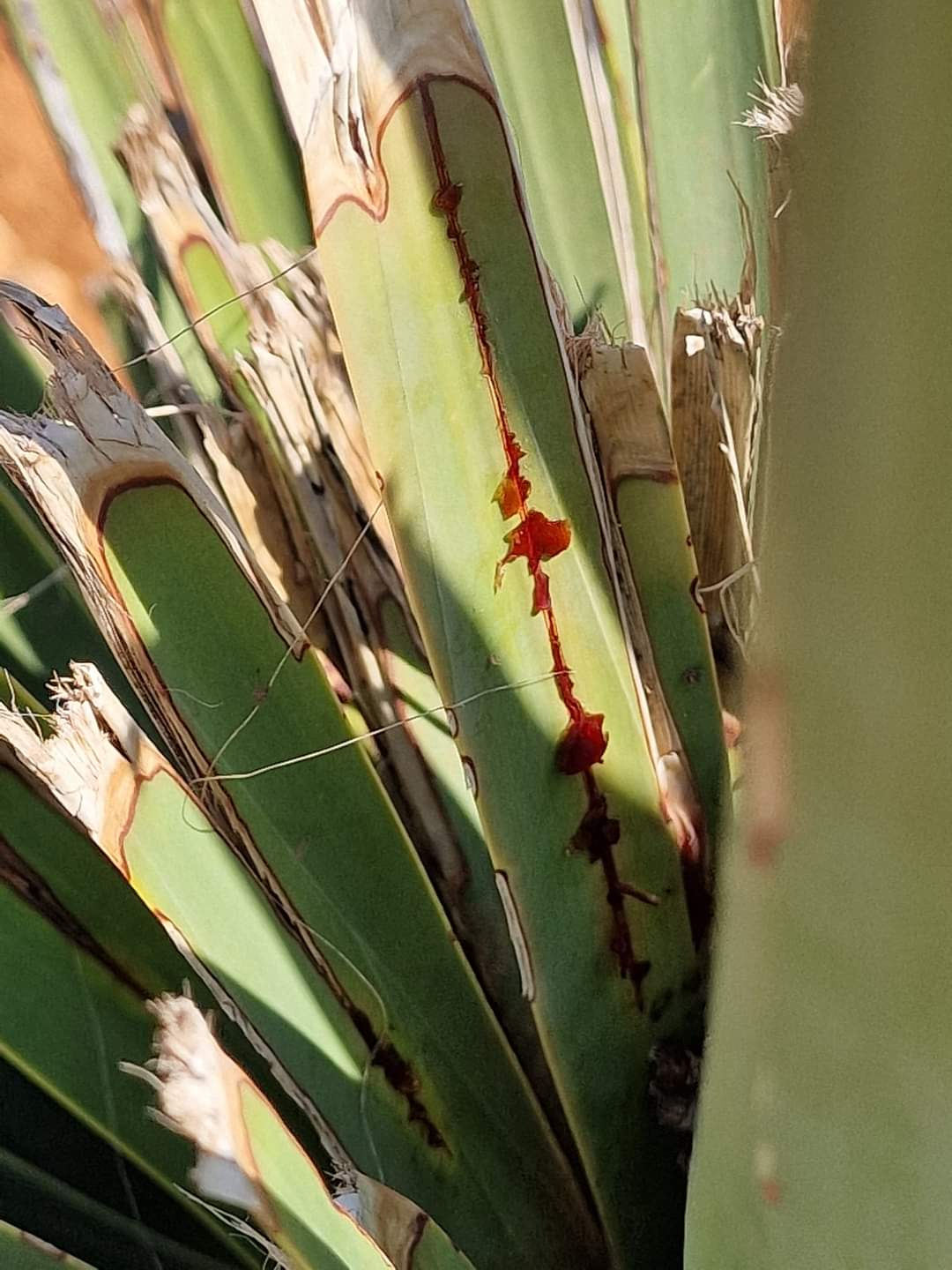 The resin of the Dragon Blood tree in Socotra