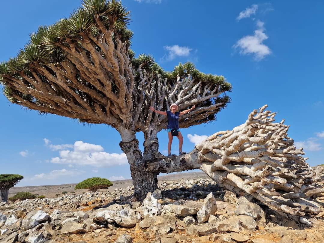 A damaged Dragon Blood tree in Socotra