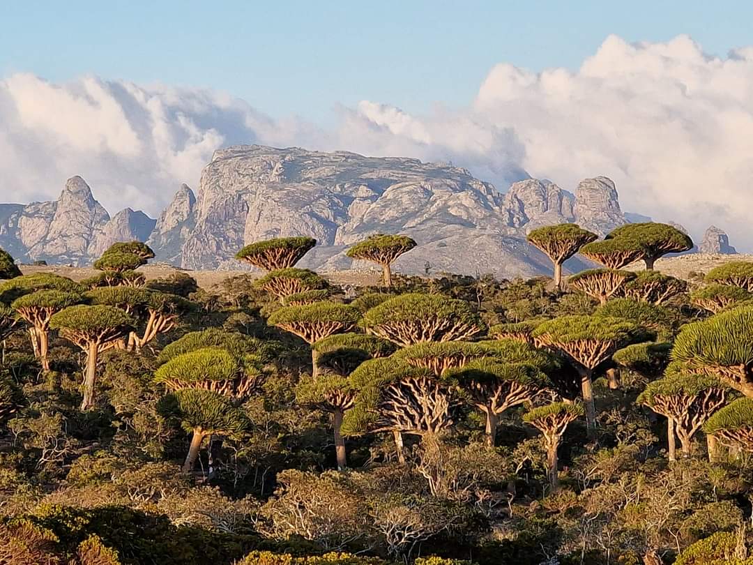 The Dragon Blooon forest Socotra